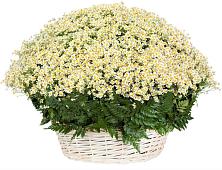 Цветочная композиция из Ромашки в корзине #REPLACE_PRED# Розе Челябинской области